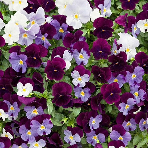 Pre-Planted Cool Wave Berries & Cream Hanging Baskets