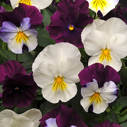 Pre-Planted Cool Wave Berries & Cream Hanging Baskets