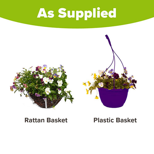 Pre-Planted Cool Wave Berries & Cream Hanging Baskets