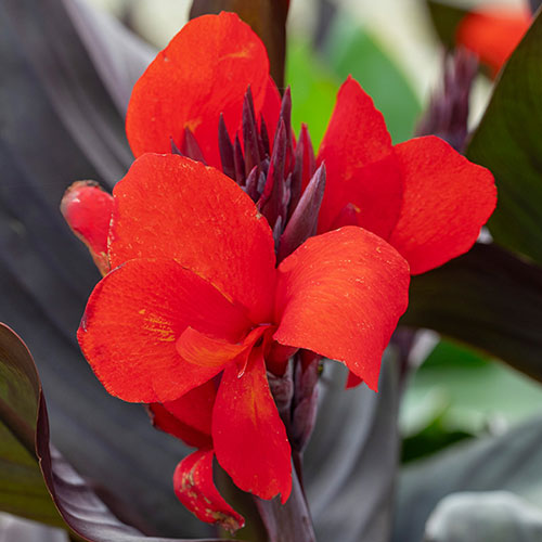 Canna Lily Cannova Bronze Scarlet Canna Lily Cannova Bronze Scarlet