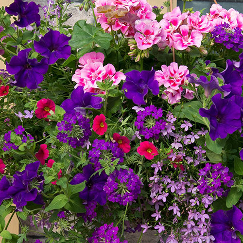 Pre-Planted Summer Sensation Hanging Baskets
