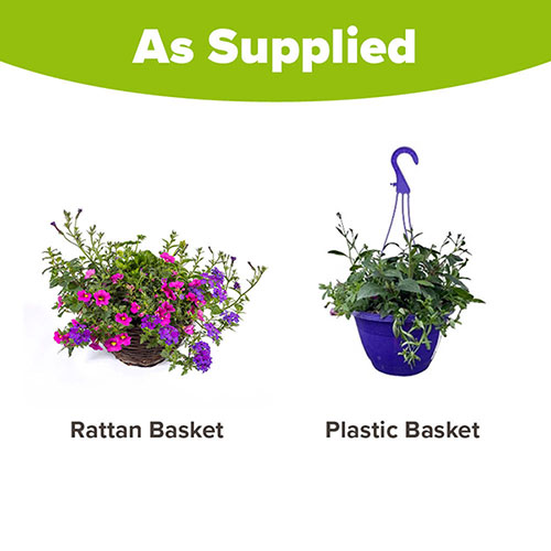 Pre-Planted Summer Sensation Hanging Baskets