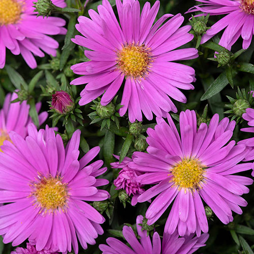 Pre-Planted Aster Alpha in Pink Decopot