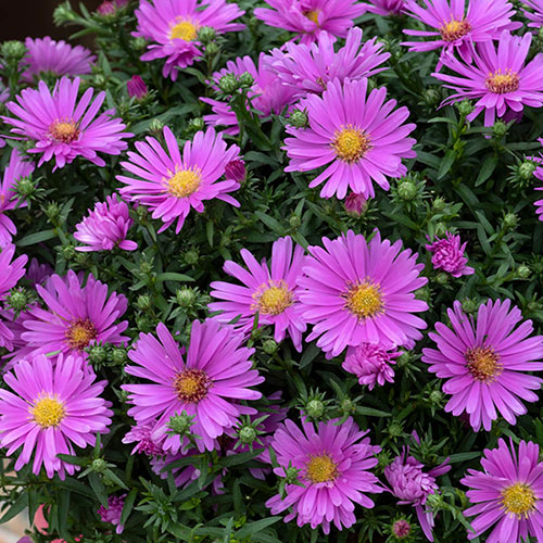 Pre-Planted Aster Alpha in Pink Decopot Pre-Planted Aster Alpha in Pink Decopot