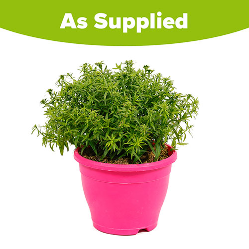Pre-Planted Aster Alpha in Pink Decopot Pre-Planted Aster Alpha in Pink Decopot
