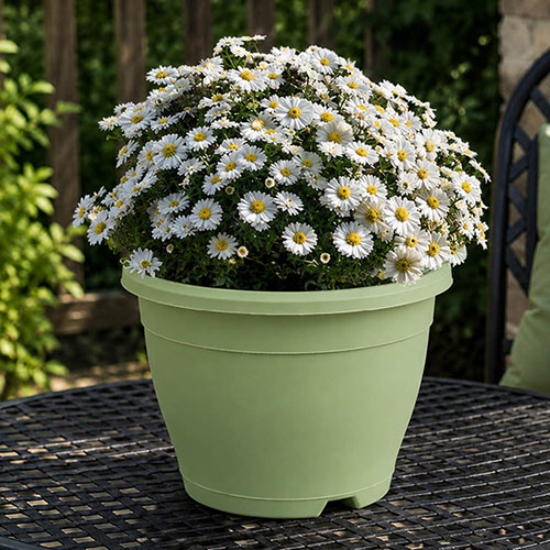 Pre-Planted White Aster Alpha in Decopot Pre-Planted White Aster Alpha in Decopot