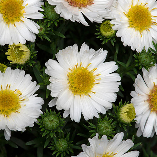 Pre-Planted White Aster Alpha in Decopot Pre-Planted White Aster Alpha in Decopot