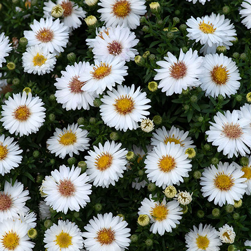 Pre-Planted White Aster Alpha in Decopot Pre-Planted White Aster Alpha in Decopot