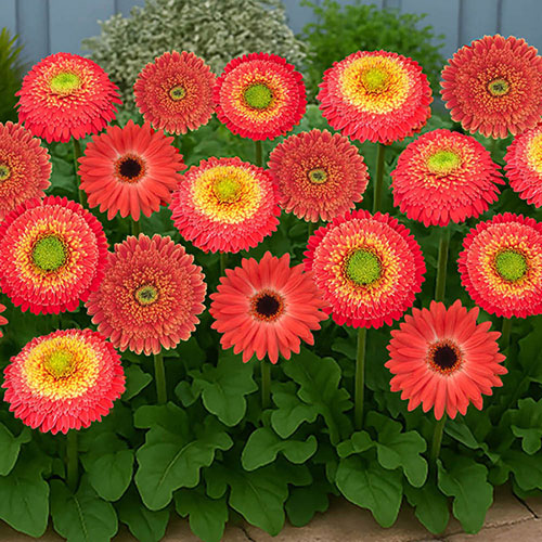 Gerbera Sunshapers Collection