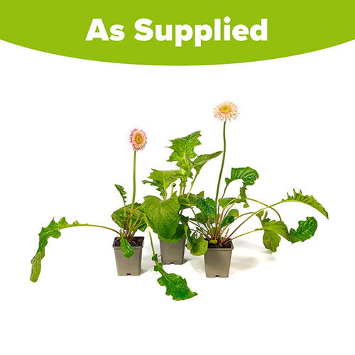 Gerbera Sunshapers Collection