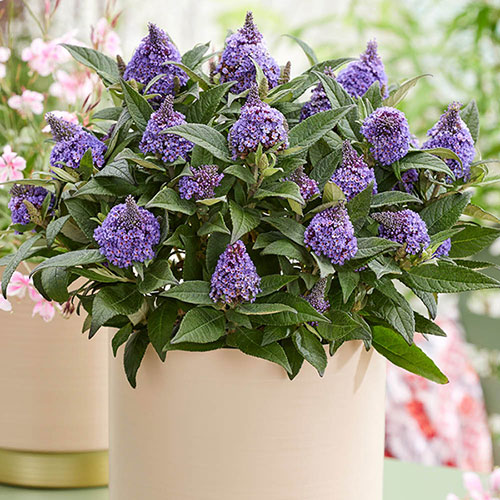Buddleia Little Rockstars Blue