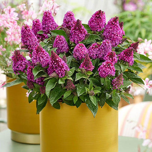 Buddleia Little Rockstars Red