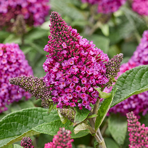 Buddleia Little Rockstars Red