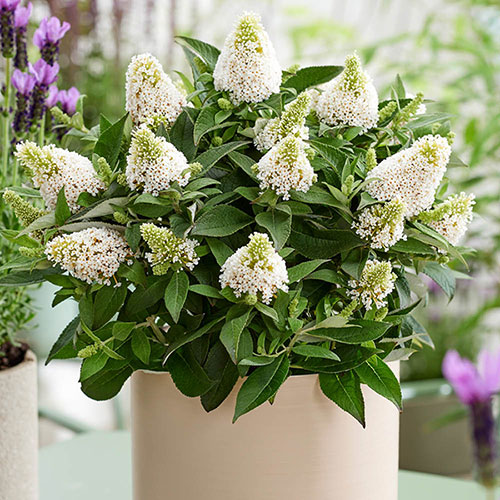 Buddleia Little Rockstars White