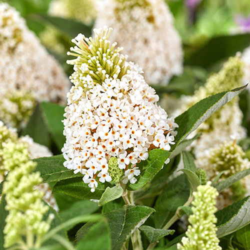 Buddleia Little Rockstars White