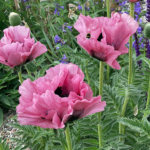 Papaver Pink Perfection Poppy
