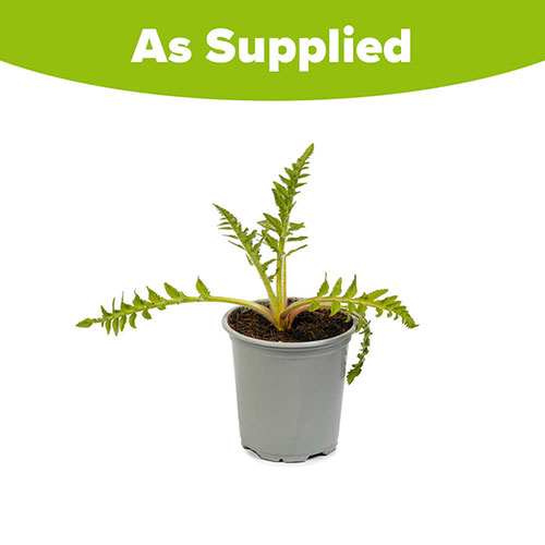 Papaver Pink Perfection Poppy