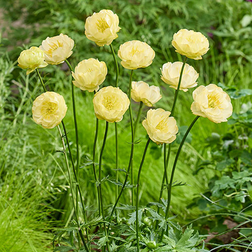 Trollius x cultorum Full Moon