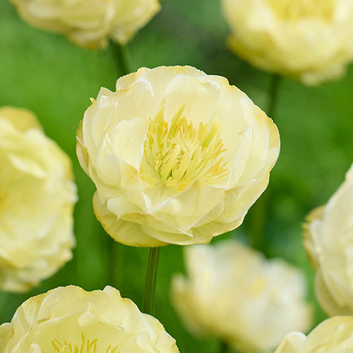 Trollius x cultorum Full Moon