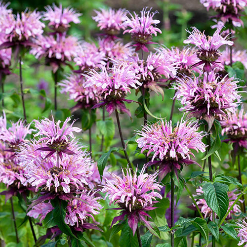 Monarda Beauty of Cobham