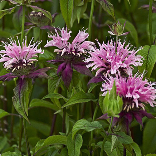 Monarda Beauty of Cobham