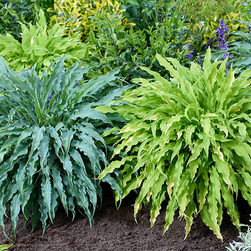 Hosta Twist and Shout Collection