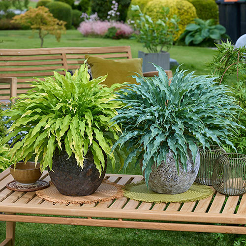 Hosta Twist and Shout Collection