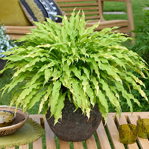 Hosta Twist and Shout Collection