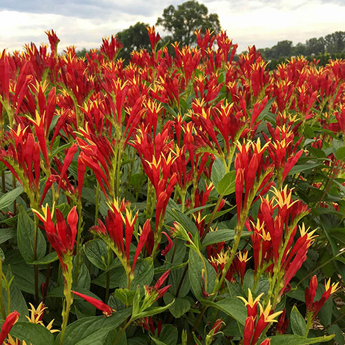Spigelia Little Redhead