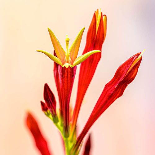 Spigelia Little Redhead