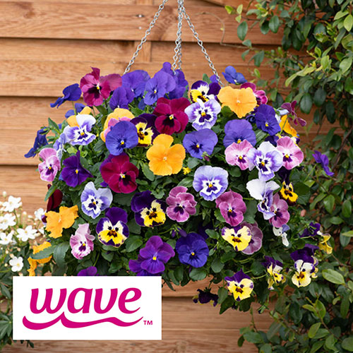 Pre-Planted Pansy Top Wave Hanging Baskets Pre-Planted Pansy Top Wave Hanging Baskets