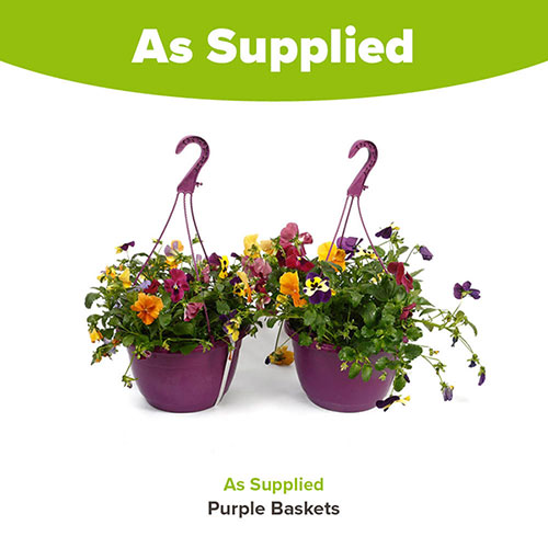 Pre-Planted Pansy Top Wave Hanging Baskets Pre-Planted Pansy Top Wave Hanging Baskets