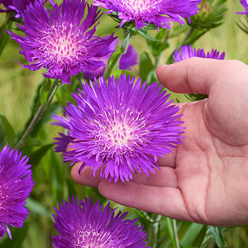 Stokesia Amethyst