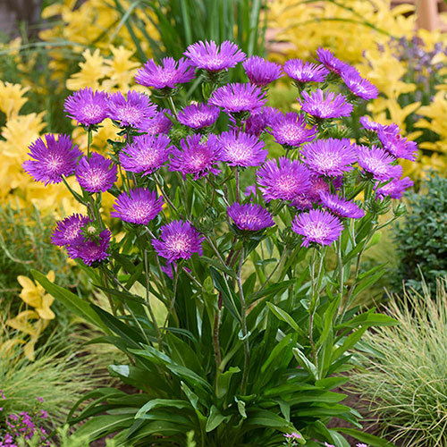 Stokesia Amethyst