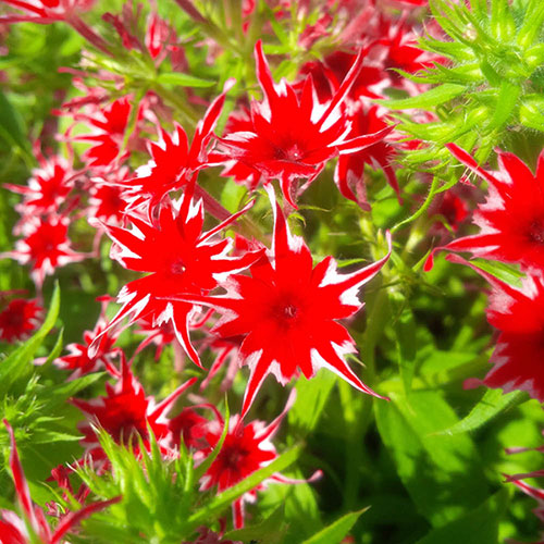 Phlox Pop Stars Mix 