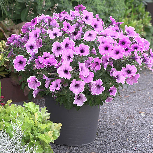 Petunia Famous Lavender Blush 