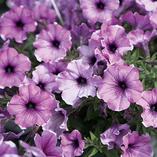 Petunia Famous Lavender Blush 