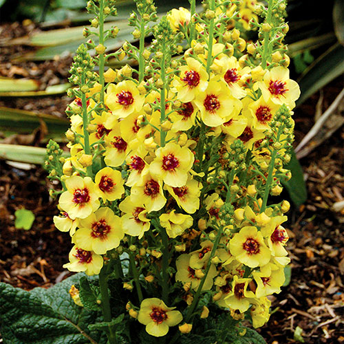 Verbascum Dark Eyes 