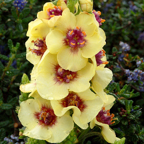 Verbascum Dark Eyes 
