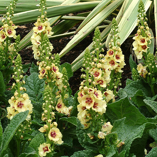 Verbascum Dark Eyes 