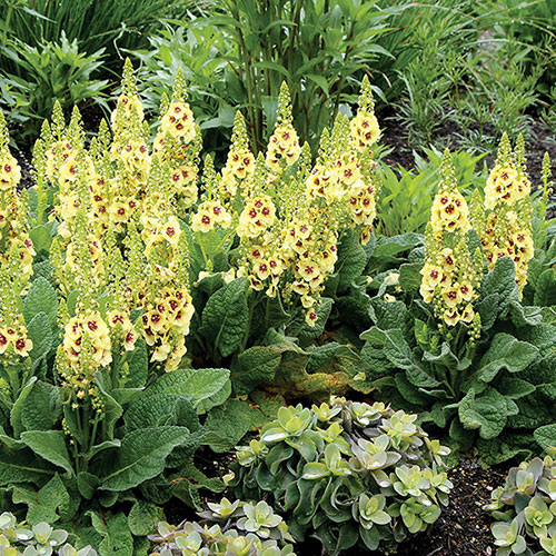 Verbascum Dark Eyes 