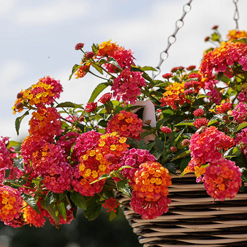 Lantana Passion Fruit 
