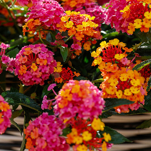 Lantana Passion Fruit 