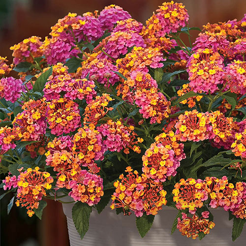 Lantana Passion Fruit 