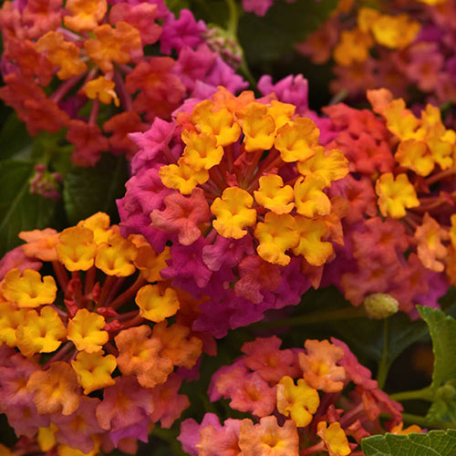 Lantana Passion Fruit 