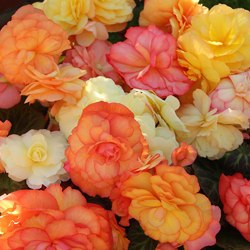 Begonia Amber Delight 