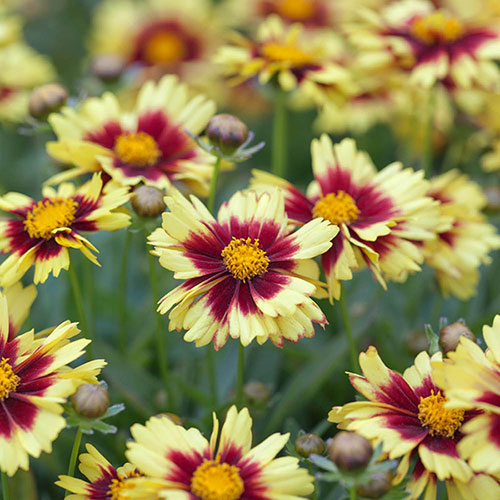 Coreopsis Uptick Collection 
