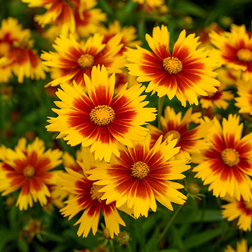 Coreopsis Uptick Collection 