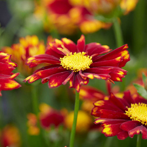 Coreopsis Uptick Collection 