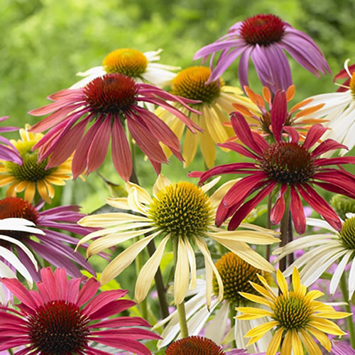 Echinacea Cheyenne Spirit 